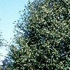 Betula utilis var. jacquemontii, habit