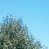 Betula utilis var. jacquemontii, habit