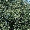 Betula utilis var. jacquemontii, habit