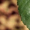 Betula utilis var. jacquemontii, leaves