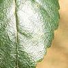 Betula utilis var. jacquemontii, leaves