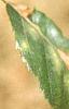 Betula utilis var. jacquemontii, leaves