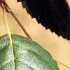 Betula utilis var. jacquemontii, leaves