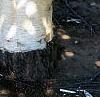 Betula utilis var. jacquemontii, bark