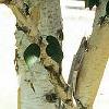 Betula utilis var. jacquemontii, bark