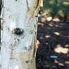 Betula utilis var. jacquemontii, bark