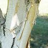 Betula utilis var. jacquemontii, bark