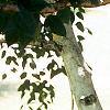 Betula utilis var. jacquemontii, bark