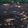 Betula utilis var. jacquemontii, bark