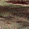 Betula lenta, fall color