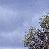 Betula lenta, fall color
