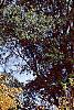 Betula lenta, fall color