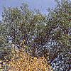 Betula lenta, fall color