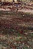 Betula lenta, fall color