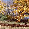 Betula lenta, fall color