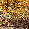 Betula lenta, fall color