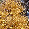 Betula lenta, fall color