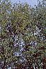 Betula lenta, fall color