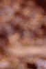 Betula lenta, fall color