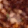 Betula lenta, fall color