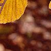 Betula lenta, fall color