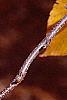 Betula lenta, fall color