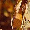 Betula lenta, fall color