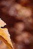 Betula lenta, fall color