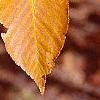 Betula lenta, fall color