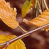 Betula lenta, fall color