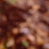 Betula lenta, fall color