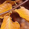 Betula lenta, fall color