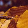 Betula lenta, fall color