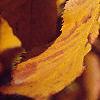 Betula lenta, fall color