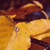 Betula lenta, fall color
