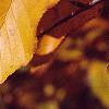 Betula lenta, fall color