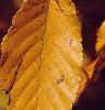 Betula lenta, fall color