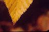 Betula lenta, fall color