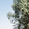 Betula nigra, habit