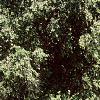 Betula nigra, habit