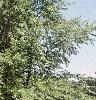 Betula nigra, habit