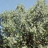 Betula nigra, habit