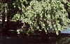 Betula nigra, habit