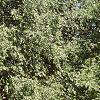 Betula nigra, habit