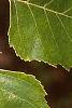 Betula nigra, leaves