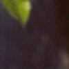Betula nigra, leaves