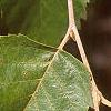 Betula nigra, leaves