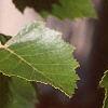Betula nigra, leaves
