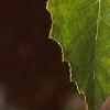 Betula nigra, leaves