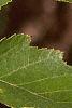 Betula nigra, leaves